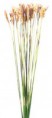 /album/travy/cape-grass-jpg/